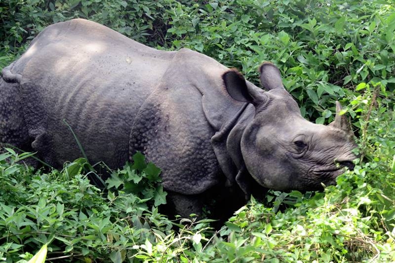 File Photo: A one-horned rhinoceros is spotted at Chitwan National Park, in Chitwan district, on Monday, September 25, 2017. Photo: RSS