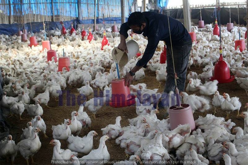 Chicken price surges due to low production - Vimarsana News