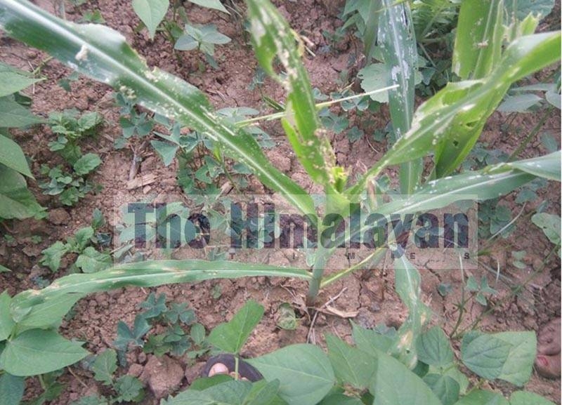Fall armyworm has infested maize crops in Badhaiyatal Rural Municipality, Bardiya. The outbreak was seen in wards 3, 4, and 5 of Badhaiyatal Rural Municipality. 