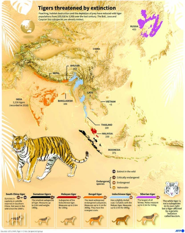 Nepal tiger population roars back after conservation drive - The ...