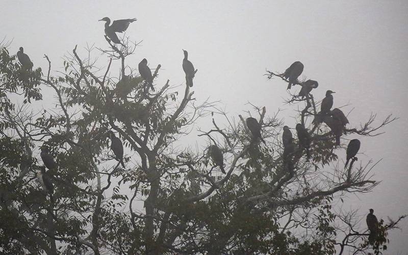 Bird enthusiasts submit 2,641 checklists of sighted species - Vimarsana News