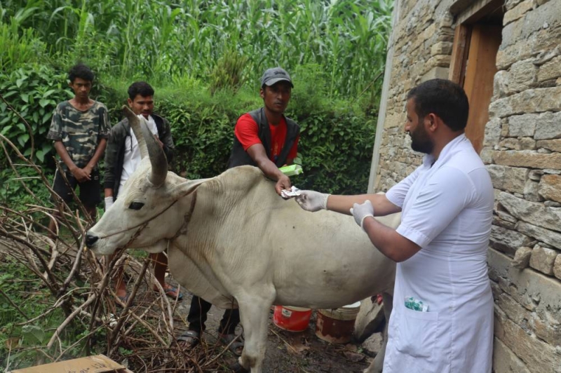 Lumpy Skin Disease Outbreak: Over 7,000 Cattle dead, 30,000 infected in ...