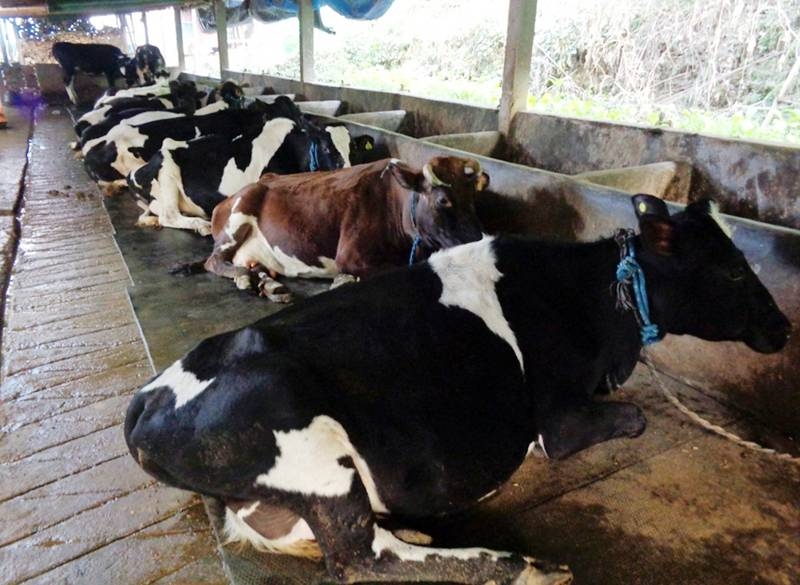 Dairy farmers demand overdue payment with DDC - The Himalayan Times ...