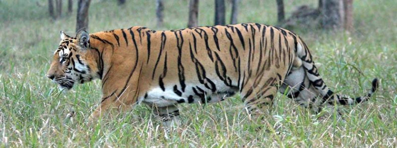 Bardiya National Park boasts of 125 Royal Bengal Tigers - The Himalayan ...