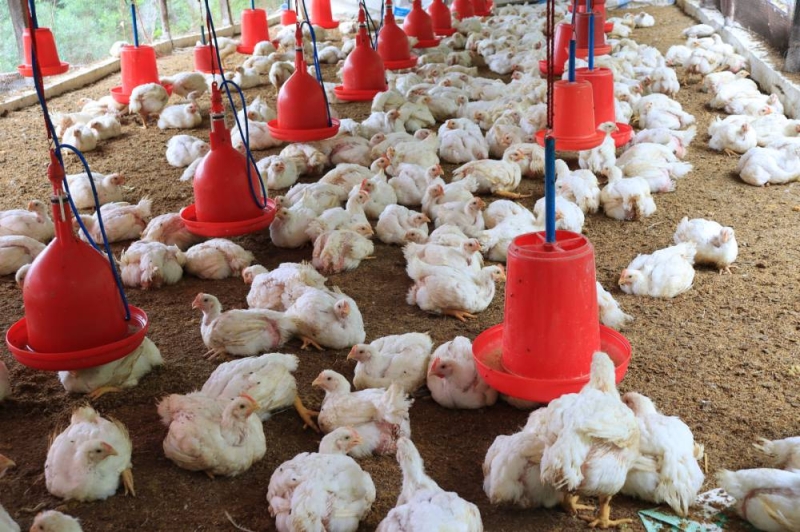 Bird flu spreads in Sunsari; 19,000 poultry culled - The Himalayan ...