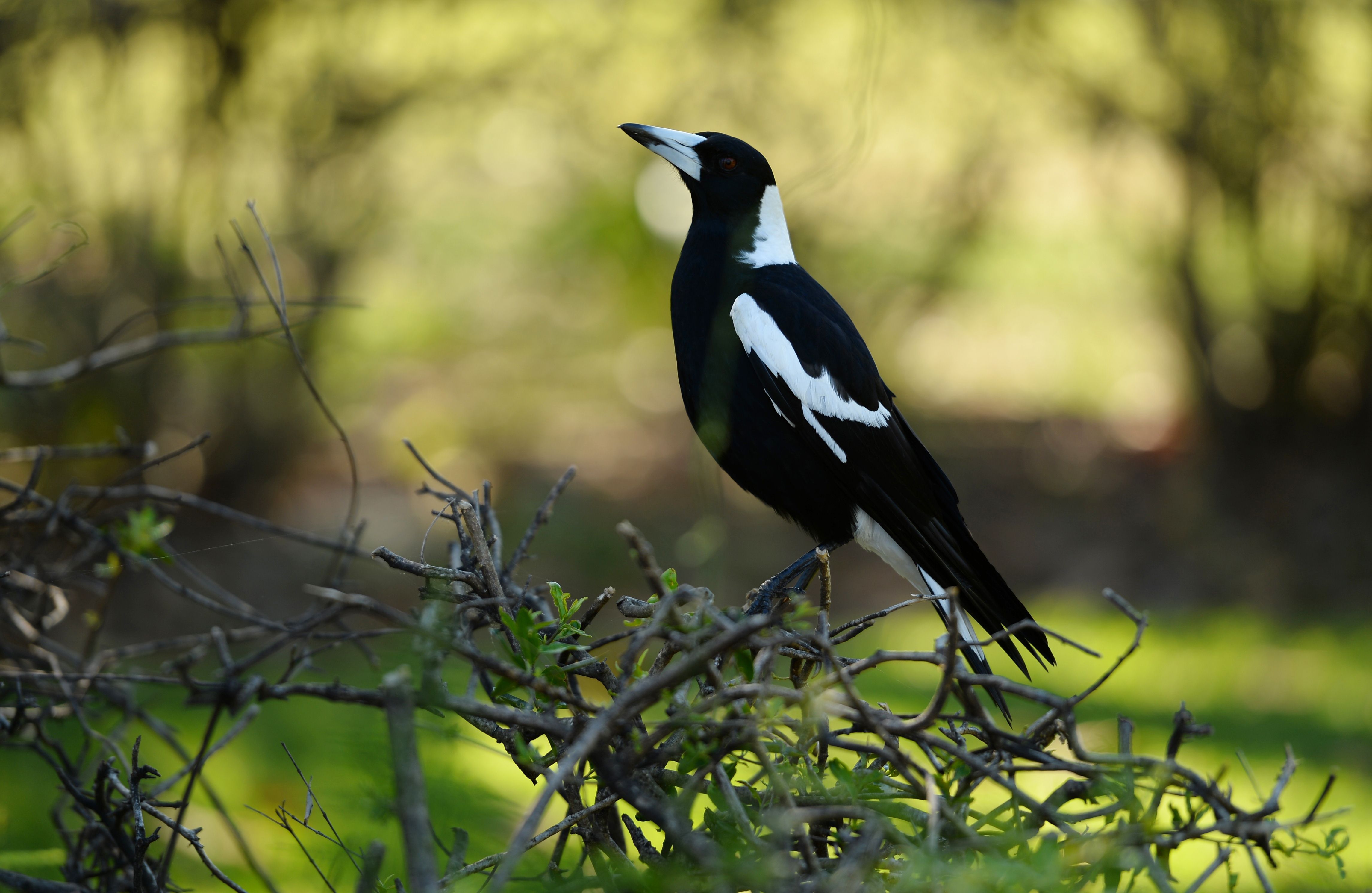 This file photo taken on October 9, 2014 shows a magpie sitting on a hedge in Sydney. Populations of some of Australia's iconic birds -- including the laughing kookaburra, magpie and willie wagtail -- are in decline in parts of the country, according to a report released on July 15, 2015 with habitat loss, feral cats and foxes among the likely threats. Photo: AFP