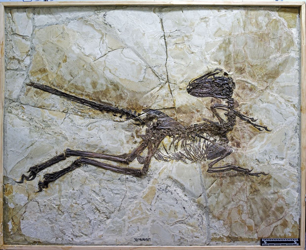 This is an image provided by University of Edinburgh taken in Jinzhou, China, in 2014 and released on Thursday July 16, 2015 of the fossil of a new species of dinosaur named Zhenyuanlong suni. A nearly complete, new feather-winged dinosaur fossil has been unearthed in China, busting the Hollywood version of their cousinsu2019 look as portrayed in the Jurassic Park movie series. The new species named Zhenyuanlong suni is a close cousin of the famous dinosaur predator Velociraptor in the Jurassic Park movies. photo: AP