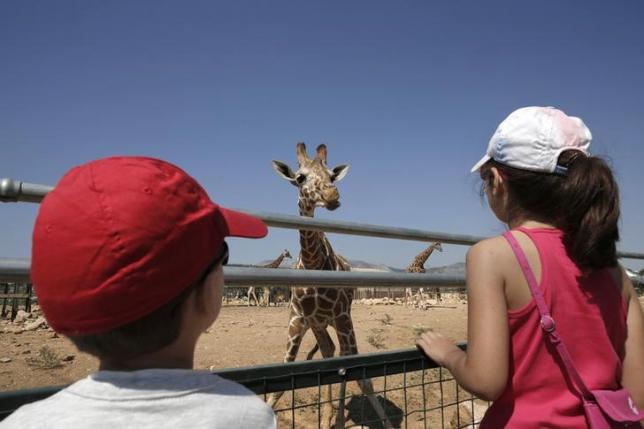 Children look a giraffe at the Attica Park zoo near Athens July 11, 2013. Photo: Reuters/File
