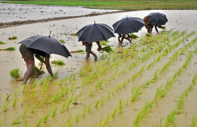 Labourers plant saplings in a paddy field on the outskirts of Bhubaneswar July 19, 2014. REUTERS/Stringer/Files