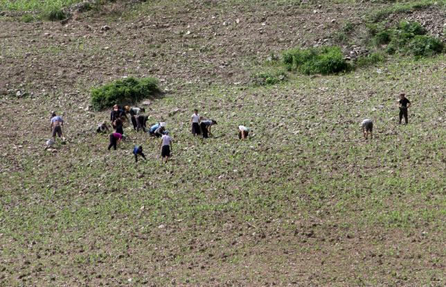 North Koreans farm in the field, along the Yalu River, in Sakchu county, North Phyongan Province, North Korea, June 20, 2015. REUTERS/Jacky Chen