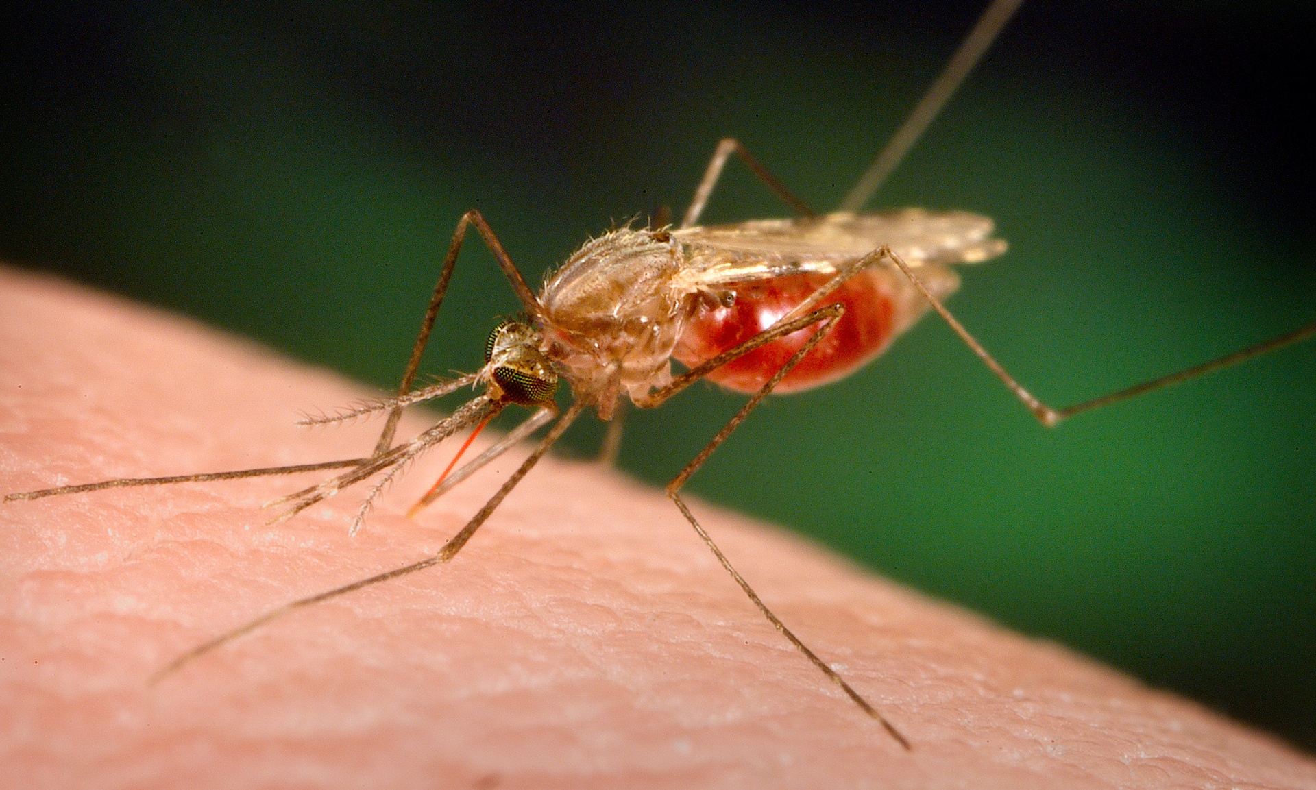 Malaria parasite Plasmodium is transmitted via the bites of infected mosquitoes. Photo: AP