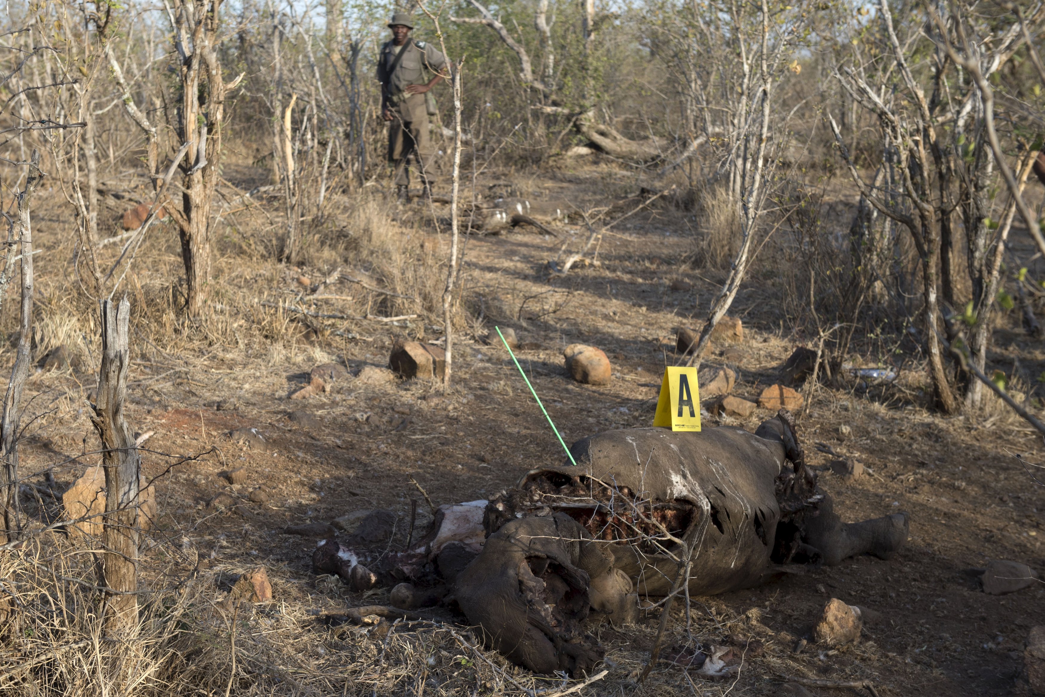 A game ranger stands guard as police investigate the scene around the carcass of a black rhinoceros that had been shot by poachers in the Kruger National Photo: Reuters 
