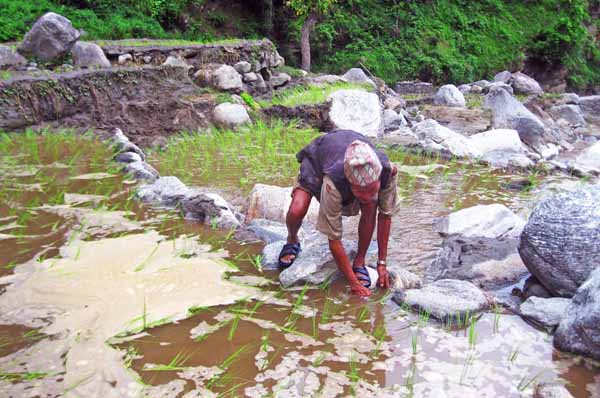 Bhumiraj Rai, an elderly peasant, preparing his paddy field after it was swept away by a flood a few days ago, at Mattim, in Khotang, on Monday . Photo:THT