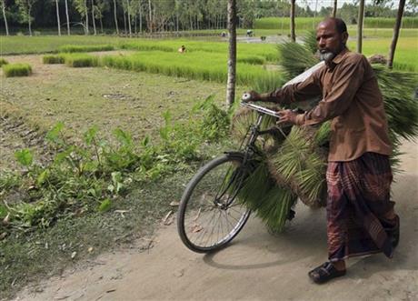 A villager carries harvested rice on his cycle at Dashiachora, in Kurigram enclaves, Bangladesh. Bangladesh and India are going to officially exchange the adversely possessed enclaves Friday midnight where the two neighboring countries will implement the Land Boundary Agreement in line with a deal signed in 1974. AP