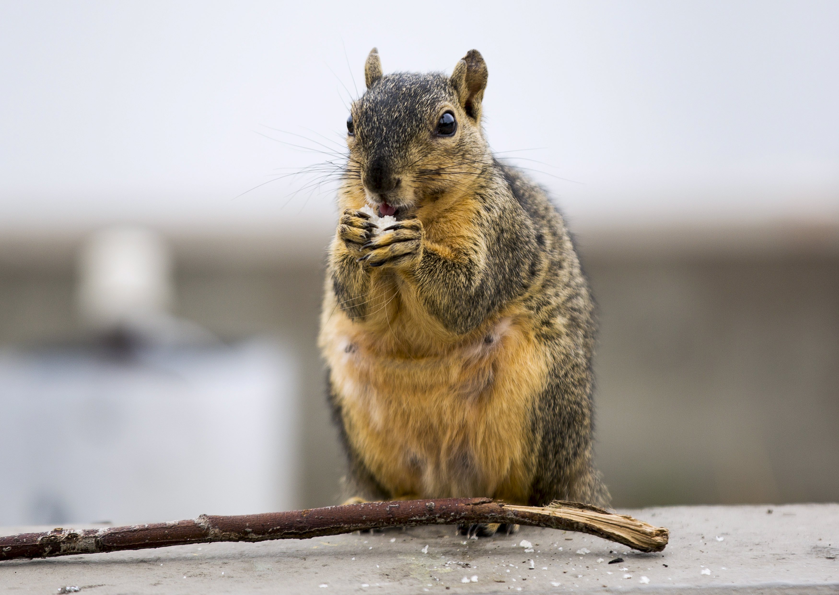 A squirrel chews on a bread crumb at MacArthur Park Lake in Los Angeles, California August 21, 2015. REUTERS/Mario Anzuoni