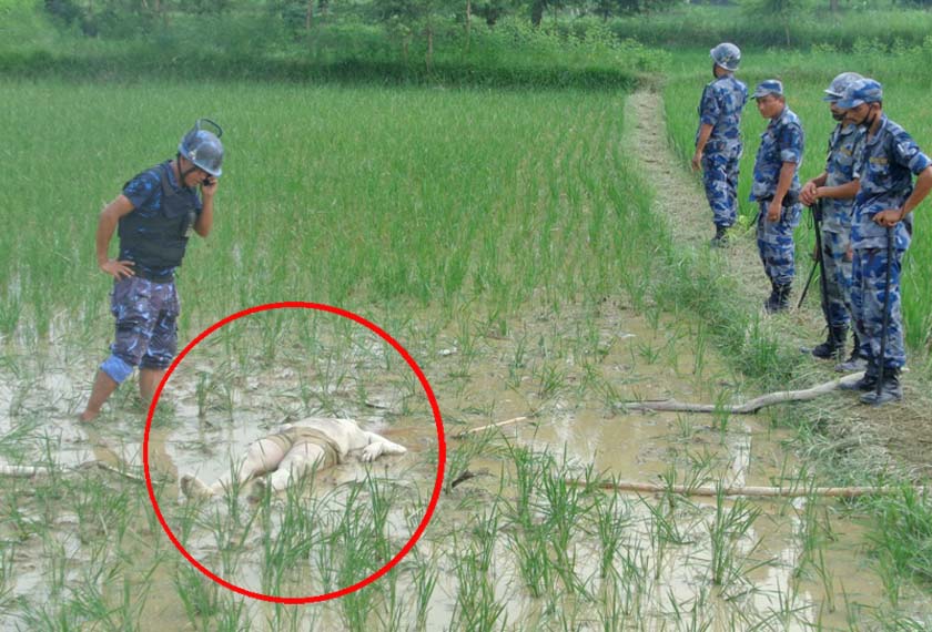 Slain APF ASI Thaman BK's body was found in paddy field in Mahottari. Photo: THT