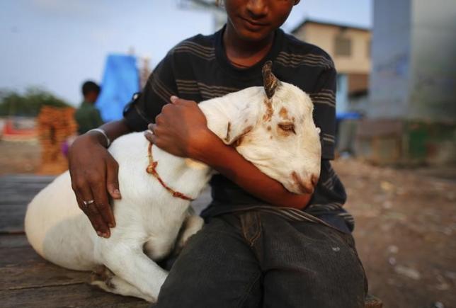 A goat named Salman sits with its owner at a slum in Mumbai October 28 , 2013.  Photo: Reuters/File