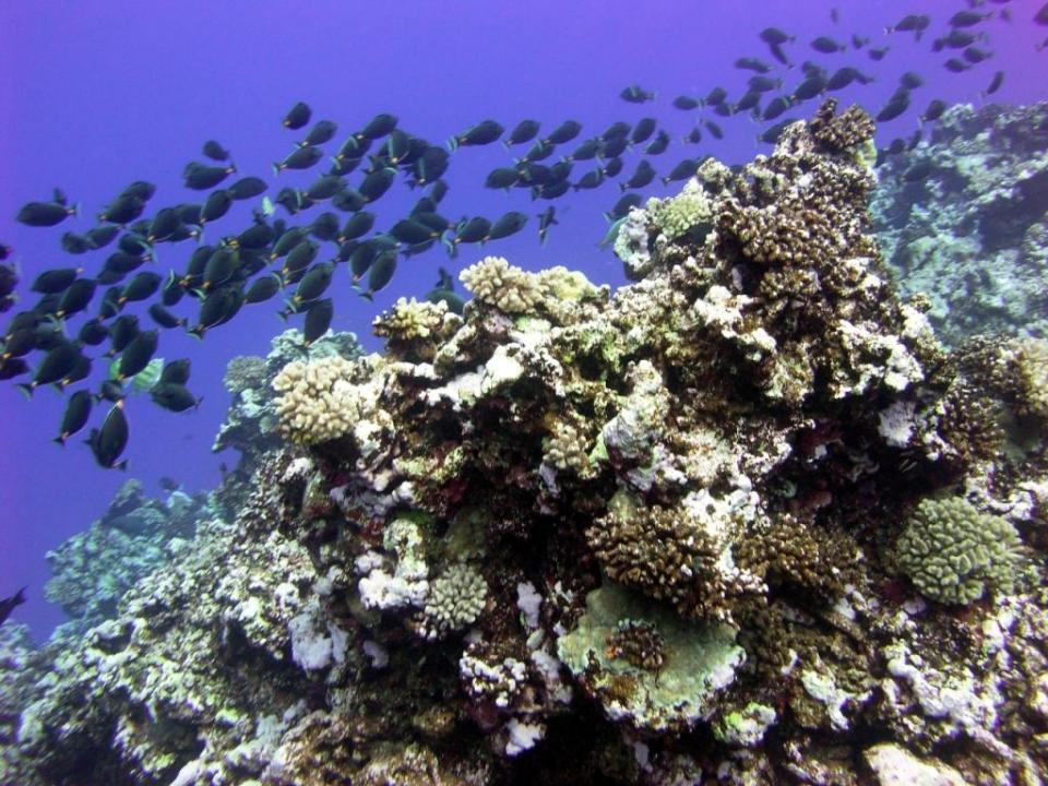 This undated NOAA picture shows large schools of herbivorous fish feeding on the abundant cyanobacteria and algae that have developed along an atoll slope following a ship grounding in 1993. Photo: AFP 