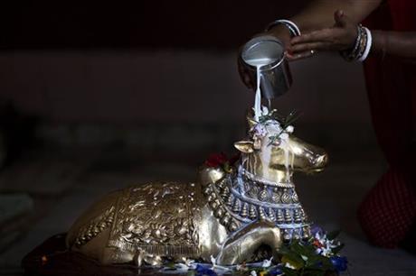 In this Thursday, Oct. 15, 2015 photo, a Hindu devotee pours milk on to an idol of Nandi, the bull that serves as a mount of Hindu God Shiva, at a Shiva temple in Gauhati, India. Photo: AP