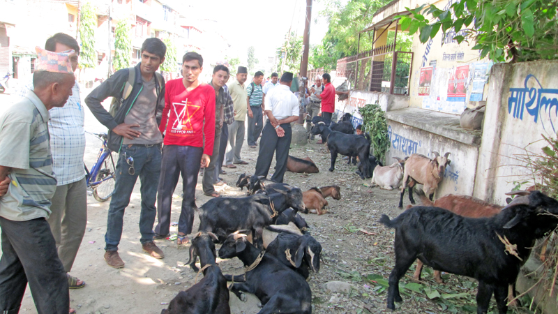 As the Dashain festival is approaching near, Locals in the district are seen thronging Malpot Line in Damauli Bazaar to buy he goats, on Friday, October 16, 2015. Photo: Madan Wagle