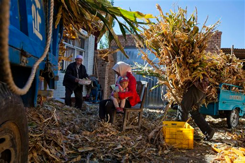 Residents who are relocated from a drought region sort out maize stalks at their new home in Hongbusi in northwestern China's Ningxia Hui autonomous region on October 10, 2015. Photo: AP.