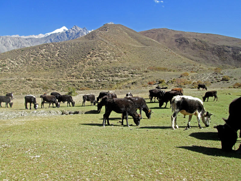 Dwarf lulu cows native of mustang district grazing in the highlands of Mustang in the Mustang district. Photo: Rishiram Baral