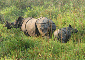 Rhinos in Chitwan National Park. Photo: Chitwan National Park/File