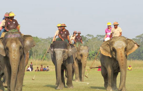 The 34th World Elephant Polo Championship kicked off in Nawalparasi on November 23. Photo: Shreeram Sigdel