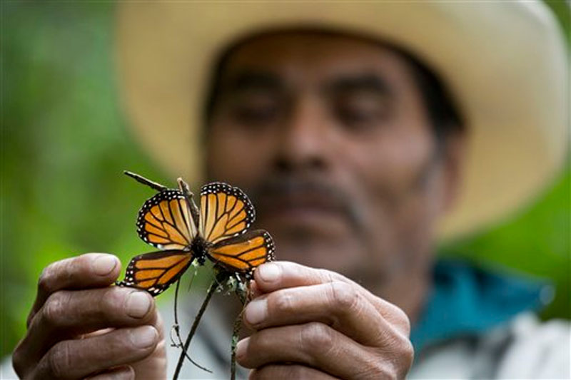 A guide holds up a damaged and dying butterfly at the monarch butterfly reserve in Piedra Herrada, Mexico on Thursday, November 12, 2015.Photo: AP