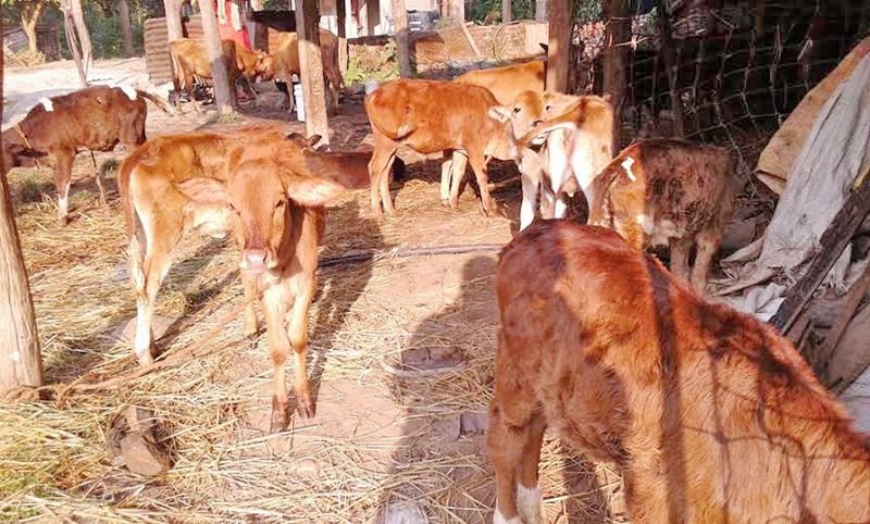 Calves at the Cow Protection Centre in Bageshowri of Devghat in Chitwan district, on Sunday, November 15, 2015. Photo: Tilak Rimal