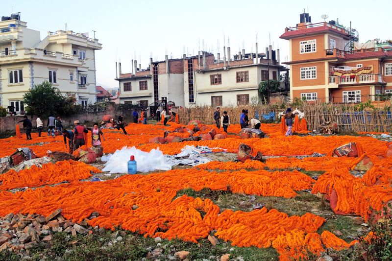 Flower garlands imported from Kolkata of India for the Tihar festival being kept at Dhunge Adda of the captial, on Sunday, November 8, 2015. Photo: Surendra Tandukar