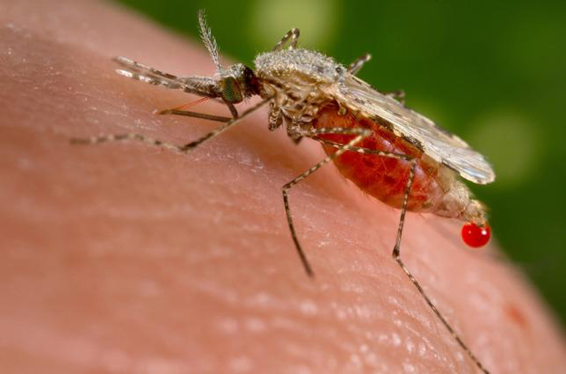 An Anopheles stephensi mosquito obtains a blood meal from a human host through its pointed proboscis in this undated handout photo obtained by Reuters November 23, 2015. Photo: Reuters