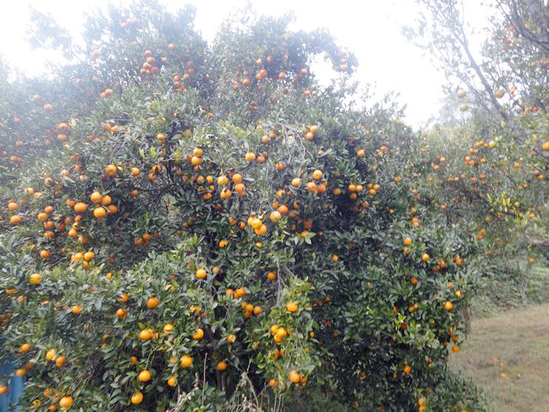 Ripe oranges at Syaut of Chiti in Lamjung district. Photo: Ramji Rana