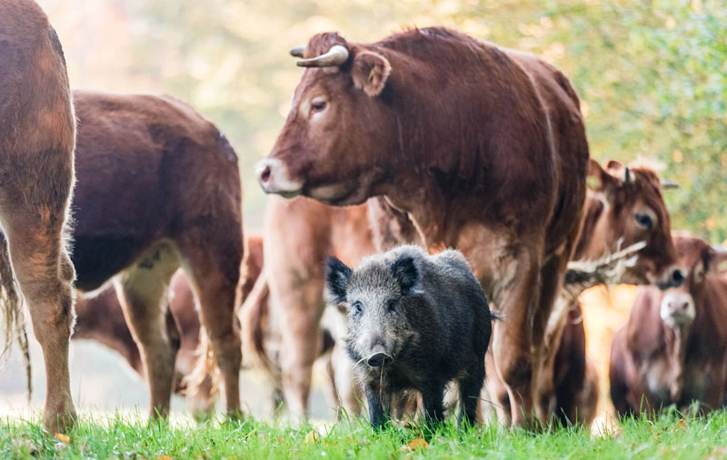 A young boar stands amongst cattle in a pasture in Moerel, northern Germany on October 28, 2015. The wild pig in has decided to give up its u0093boaringu0094 life _ leaving the forest to live with a small herd of cattle in their pasture. Photo: AP