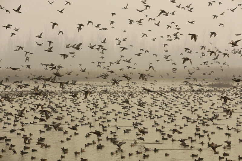 Migratory birds fly above wetlands in Hokersar, about 16 kilometers (10 miles) north of Srinagar, Indian controlled Kashmir on December 6, 2015. Photo: AP