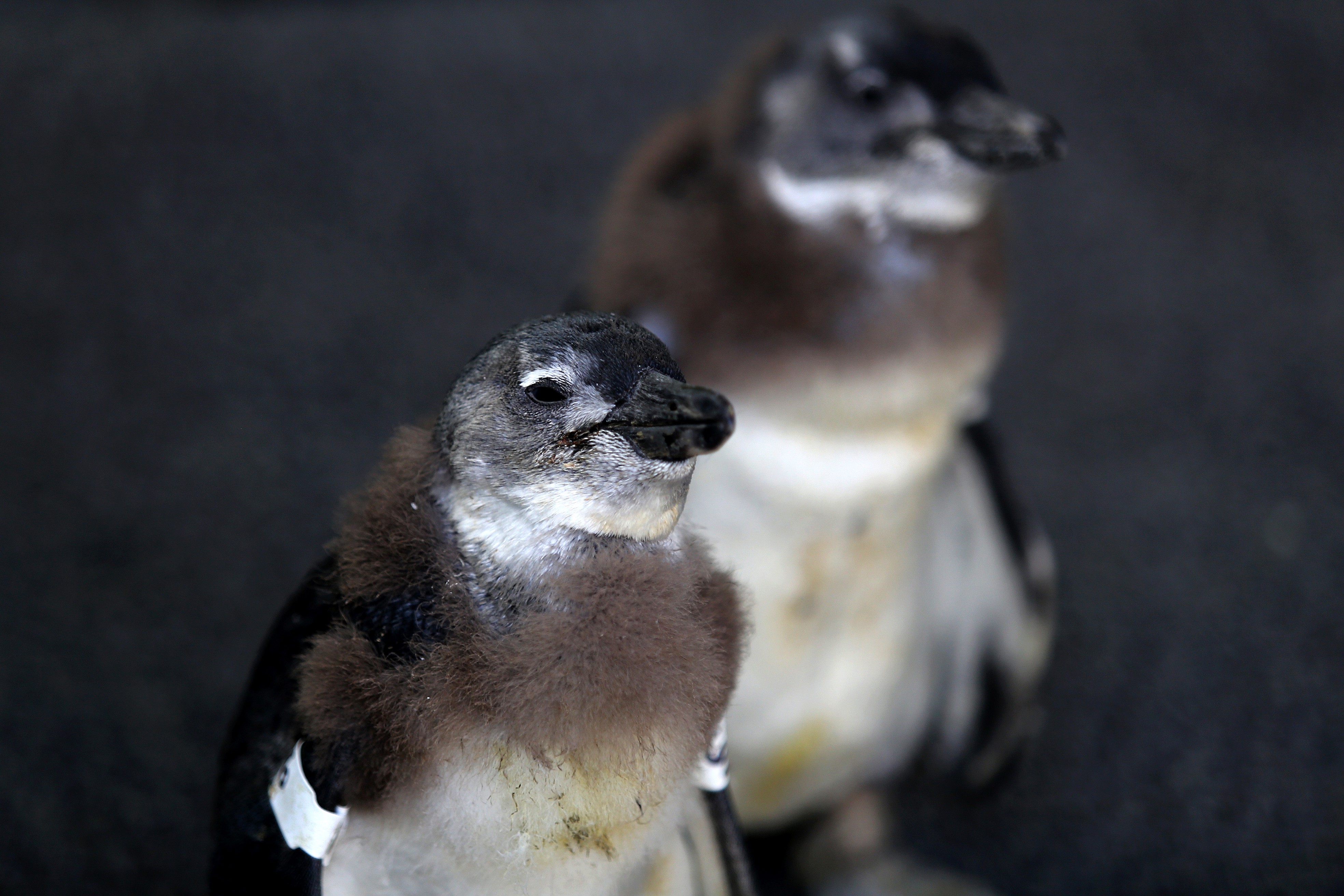 African penguin chicks at the Southern African Foundation for the Conservation of Coastal Birds (SANCCOB) in Cape Town in a photo taken on November 30, 2013. Photo: AFP/ File