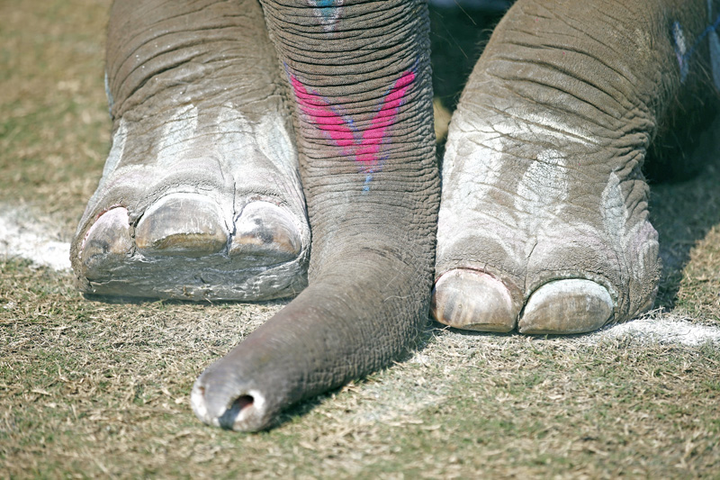 Feet and trunk of an elephant decorated for a beauty contest during the 12th International Elephant Football Festival in Sauraha, Chitwan, Nepal on Monday, December 28, 2015. Photo: Skanda Gautam/THT