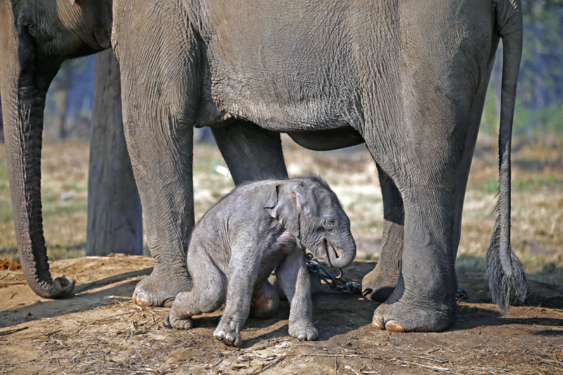  FILE PHOTO: A 10-day-old elephant calf tries to get up by the side of its mother at the Elephant Breeding Centre in Sauraha, Chitwan, on Monday, December 28, 2015. Photo: Skanda Gautam/THT
