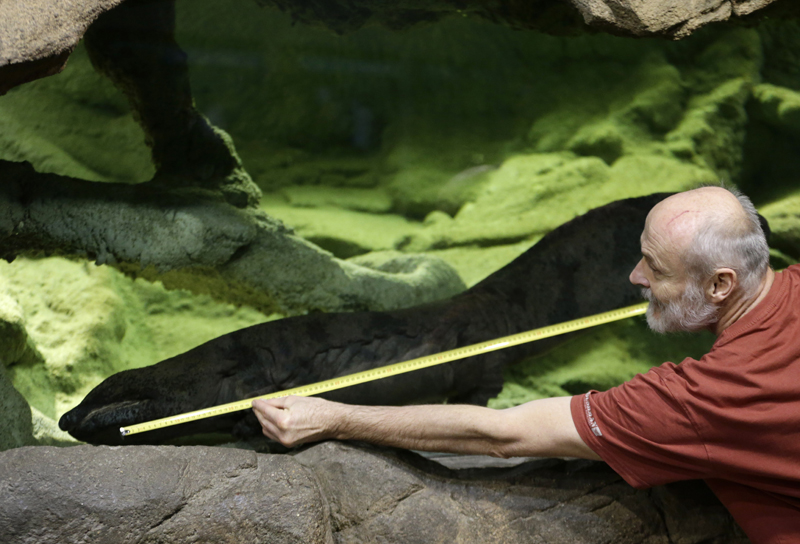 Petr Velensky uses a meter to show the size of a Chinese giant salamander Karlo  in  an aquarium at the zoo in Prague, Czech Republic, Sunday, Dec. 20, 2015. Prague Zoo says Karlo is likely to be the biggest living Chinese giant salamander in the world. Photo: AP
