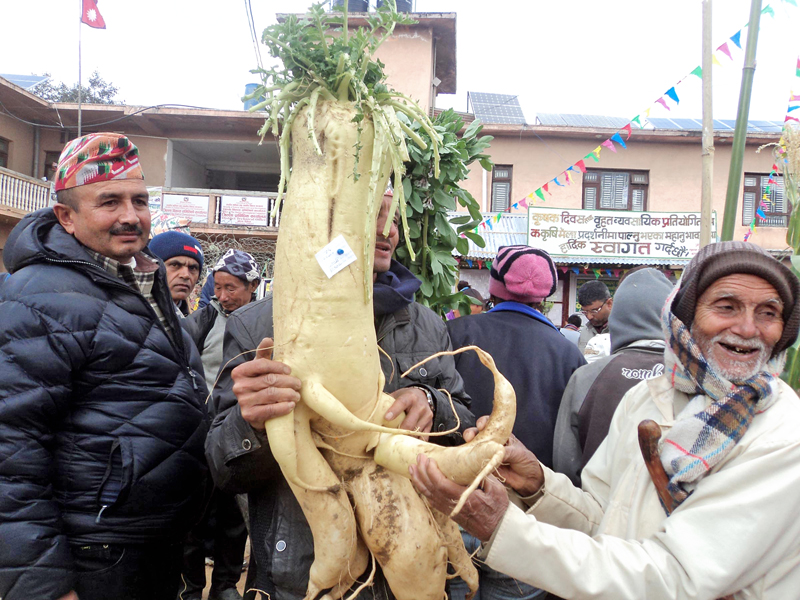 A local farmer (right) demonstrates a radish grown at his backyard, at the 7th Grand Agriculture Fair in Diktel, headquarters of Khotang district, on Wednesday, January 20, 2016. Photo: RSS