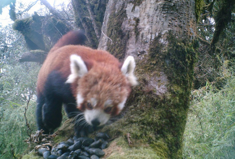 A red panda recently sighted in a jungle of Tipling VDC, in Dhading. Photo: THT