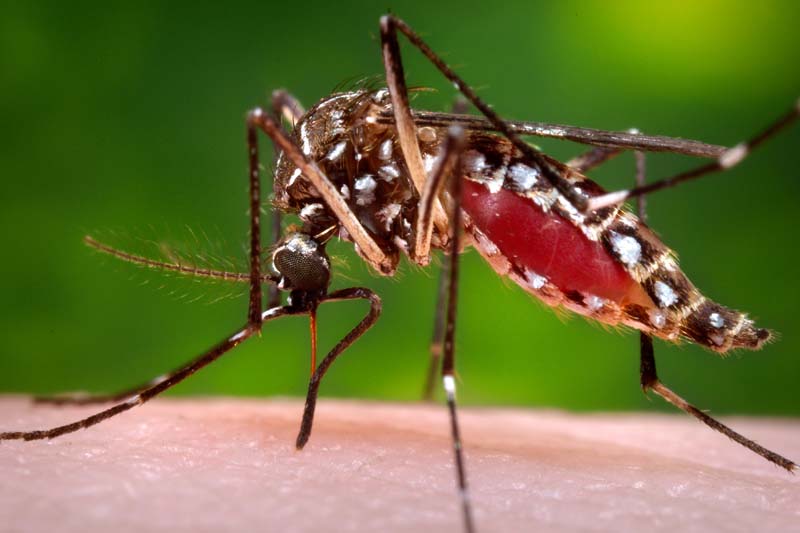 This 2006 file photo provided by the Centers for Disease Control and Prevention shows a female Aedes aegypti mosquito in the process of acquiring a blood meal from a human host. Photo: Centers for Disease Control and Prevention via AP/ File