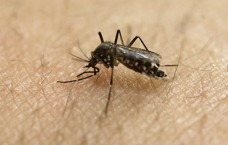 A female Aedes aegypti mosquito acquires a blood meal on the arm of a researcher at the Biomedical Sciences Institute in the Sao Paulo's University in Sao Paulo, Brazil, on January 18, 2016. Photo: AP/ File