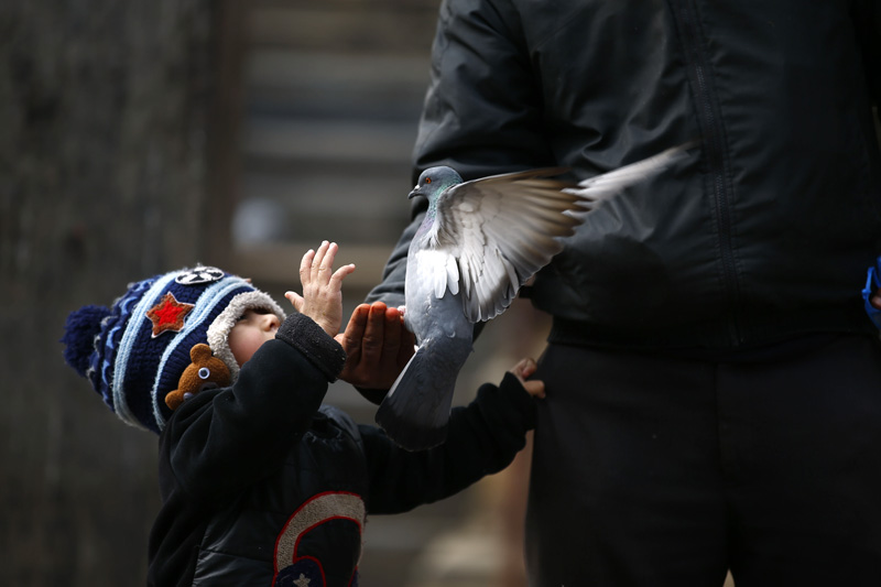 A child extends his hands to a pigeon as it is about to fly on the premises of Patan Durbar Square, a UNESCO World Heritage site, in Patan, Lalitpur on Friday, January 29, 2016. Photo: Skanda Gautam