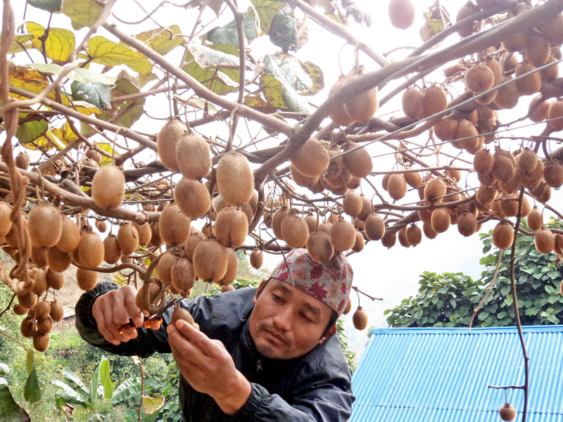 A local kiwi farmer picks the ripe fruits  in his backwayd in Phedi of Khotang district on Thursday, Januray 7, 2016. Currently, kiwis are sold for Rs 500 per kg in the local market. Photo: RSS