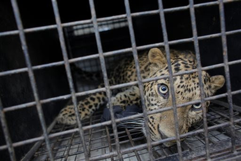 File-A leopard is seen in a cage after it was found inside a house in Kirtipur on Friday, January 22, 2016. Photo: AP