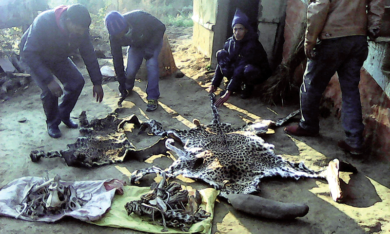 Police making public leopard skin and bones seized from wildlife smugglers at the police office in Aalital VDC, nDadeldhura, on Friday. Photo: RSS