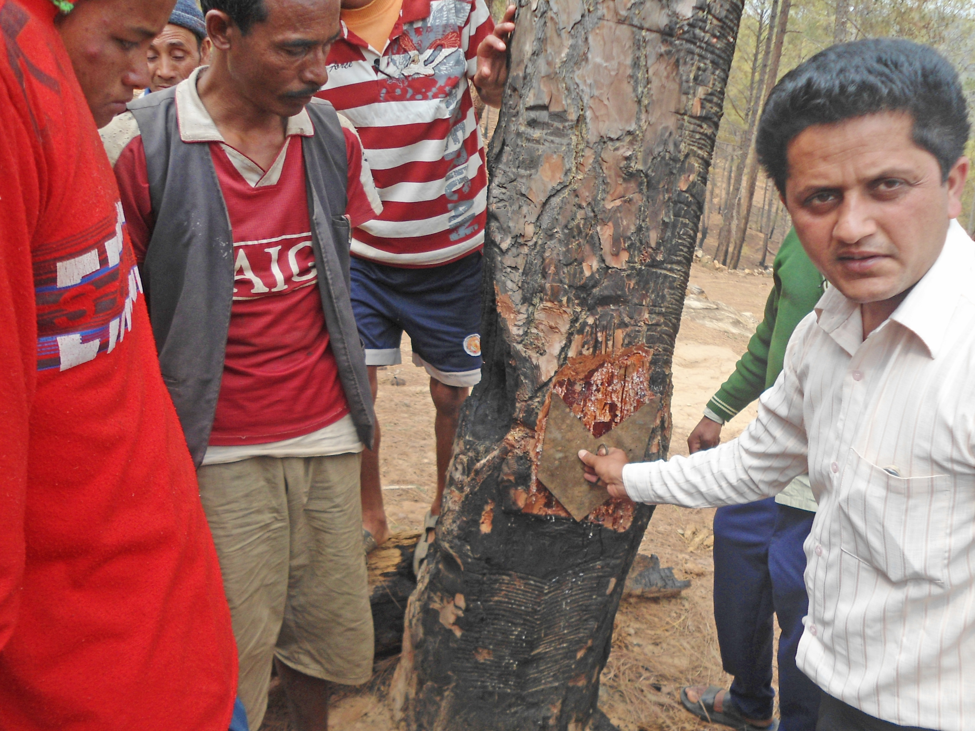 Employees of resin companies collecting resin from pine trees randomly, in Khalanga, Jajarkot, on Wednesday.  Photo: THT