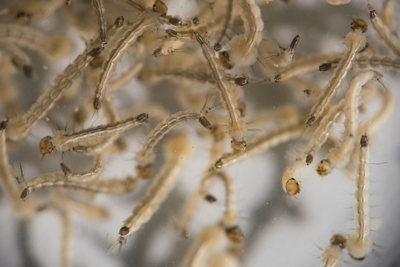 Aedes aegypti mosquito larvae sit in a petri dish at the Fiocruz institute in Recife, Pernambuco state, Brazil, Wednesday, January 27, 2016. Photo: AP