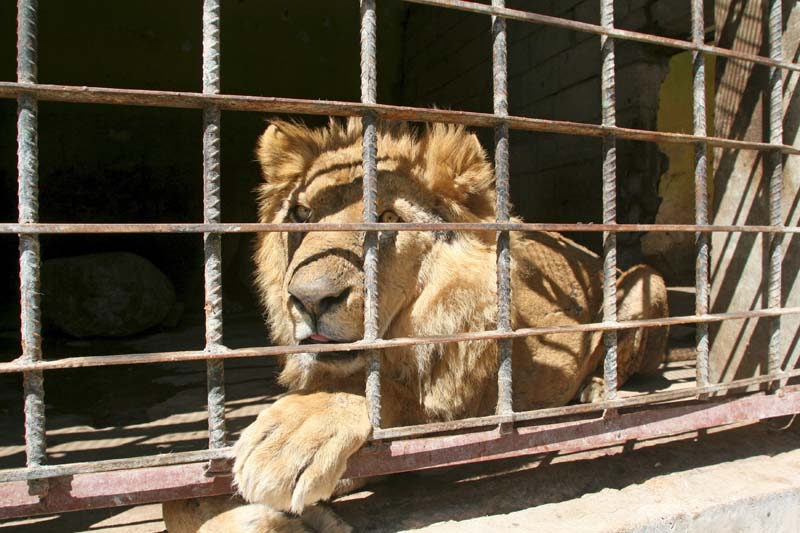 A lion sits inside its cage at a zoo in Yemen's southwestern city of Taiz on February 22, 2016. Photo: Reuters